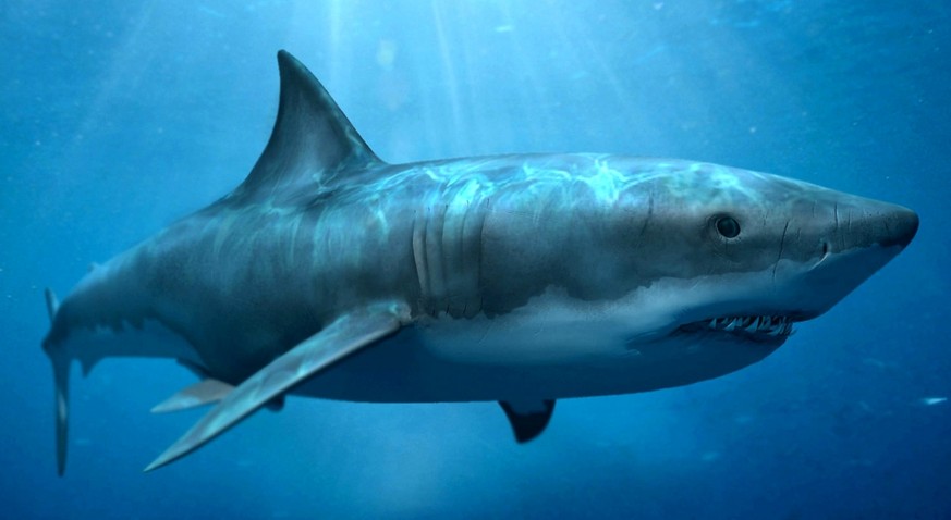 Das Ende des Megalodon: Riesiger Urzeit-Hai hatte zu wenig zu beissen
