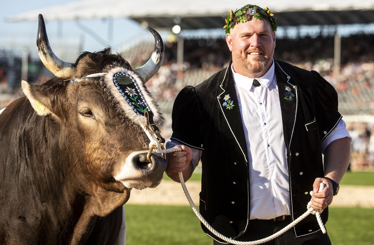 Der neue Schwingerkoenig Christian Stucki mit dem Siegermuni &amp;quot;Kolin&amp;quot; am Schluss des Eidgenoessischen Schwing- und Aelplerfests (ESAF) in Zug, am Sonntag, 25. August 2019. (KEYSTONE/A ...