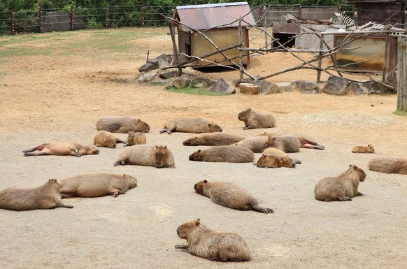 cute news tier capybara

https://imgur.com/gallery/capy-dump-1-capy-dump-1-DdQTq10#/t/capybara
