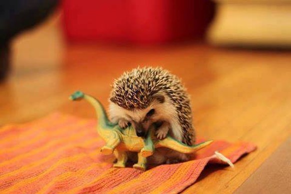 Igel frisst Dinosaurier.

http://imgur.com/gallery/dBC5rsb