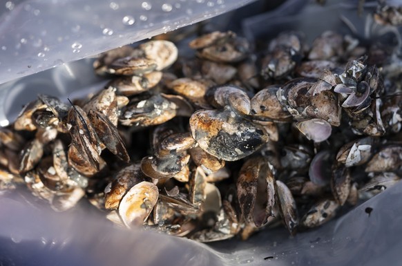 Forscher und Forscherinnen der Eawag packen die Quaggamuscheln, die sie mit dem Sedimentgreifer auf dem Forschungsschiff des Instituts fuer Limnologie der Universitaet Konstanz gesammelt haben, in ein ...