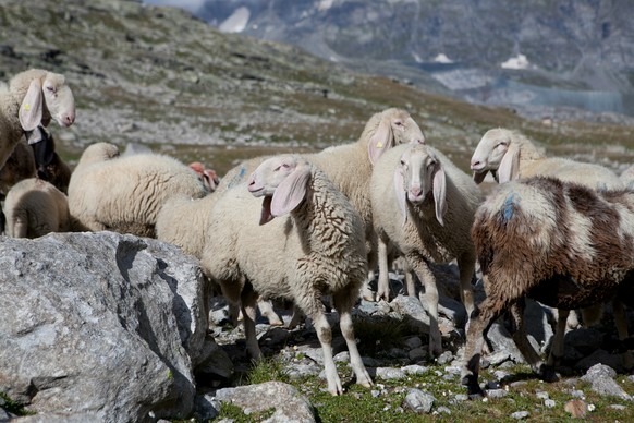 Von der seltenen Rasse der «Saaser Mutten» gibt es gemäss Schätzungen nur noch 400 bis 500 Tiere.