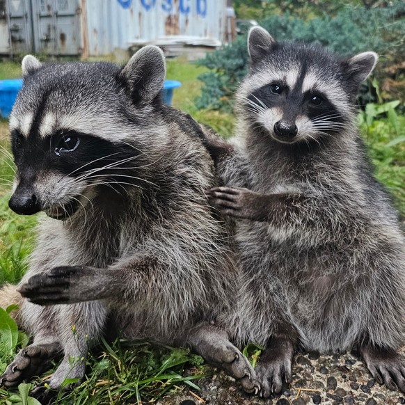 cute news tier raccoon waschbären

https://www.reddit.com/r/Raccoons/comments/153f7o2/baby_oc/