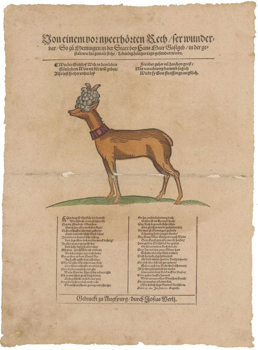 Absonderliches Hirschgeweih.