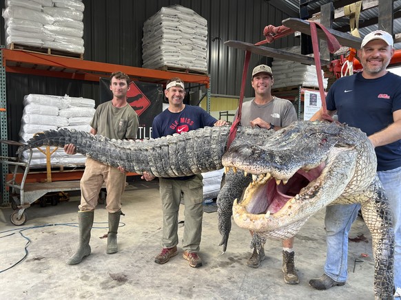 This photo provided by Red Antler Processing shows the alligator sport hunting team made up of, from left, Tanner White, tag-holder Donald Woods, Will Thomas and Joey Clark as they hoist, with the hel ...