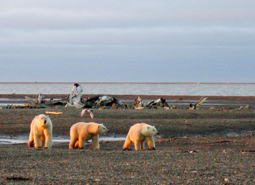 Three polar bears are seen on the Beaufort Sea coast within the 1002 Area of the Arctic National Wildlife Refuge in this undated handout photo provided by the U.S. Fish and Wildlife Service Alaska Ima ...