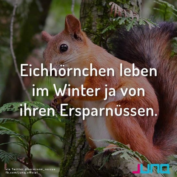 PICDUMP 415 вЂ“ hey, immerhin mal kein Harold! рџђ¬\nAchtung der kommt noch flacher... рџ¤Ј