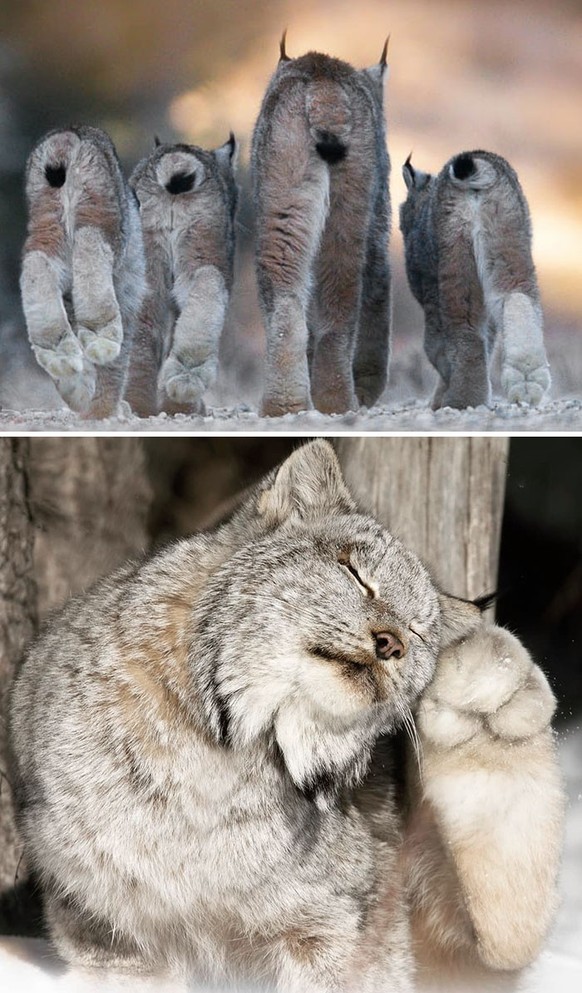 cute news tier luchs

https://www.instagram.com/p/CLPEBd7ggDk/