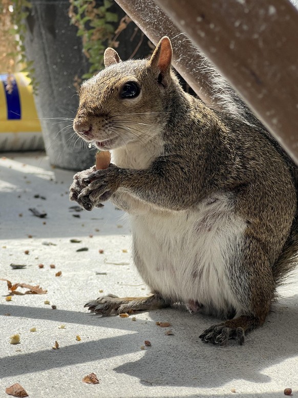 cute news tier eichhörnchen

https://www.reddit.com/r/squirrels/comments/15etz37/gary_enjoying_an_afternoon_peanut/