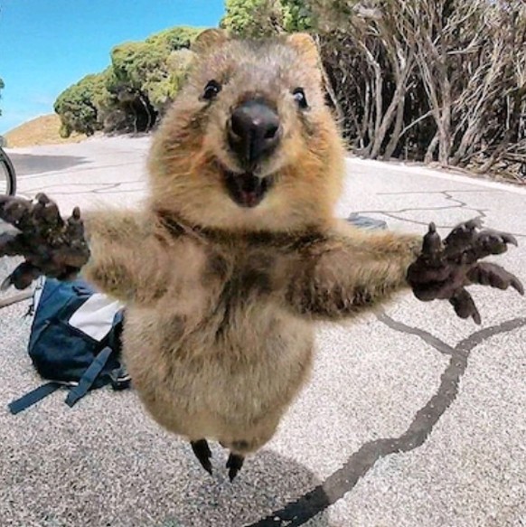 Quokka https://imgur.com/t/quokka/bxE2bhX
