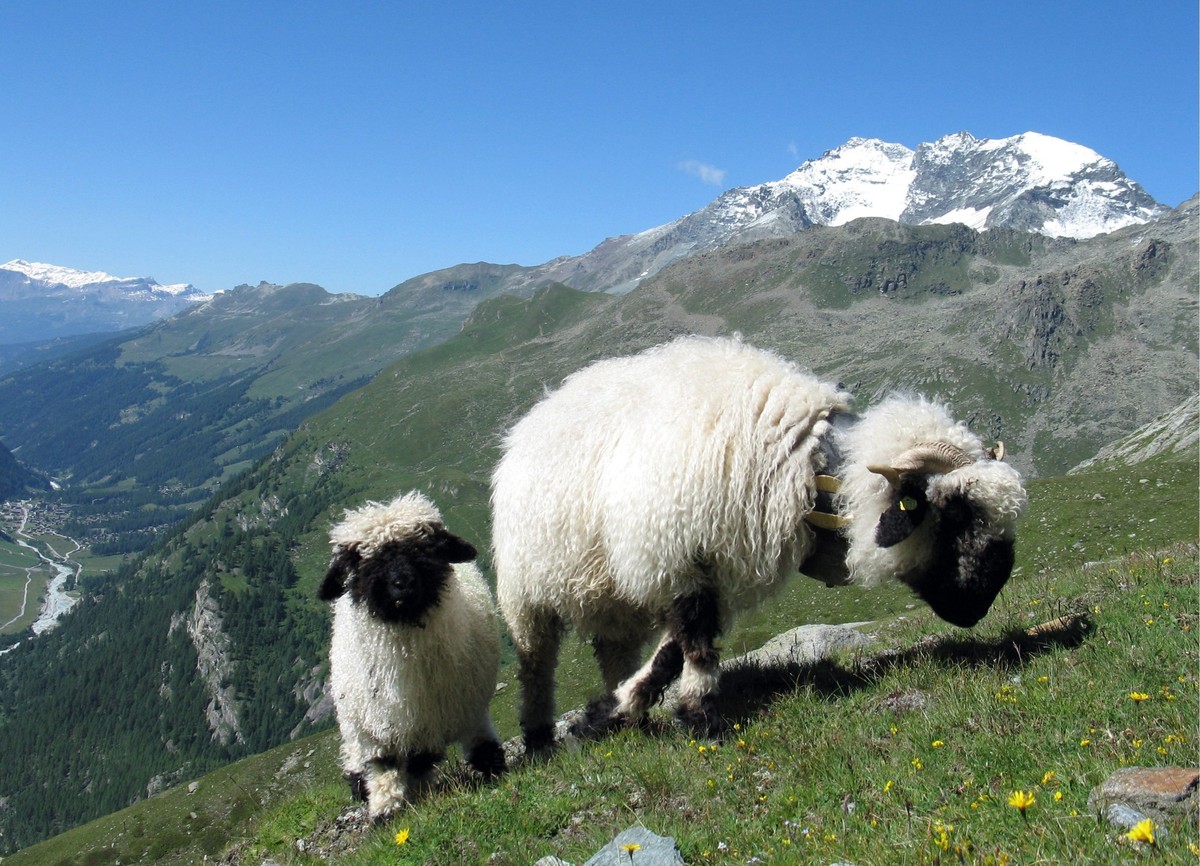 Walliser Schwarznasenschafe weiden am Dienstag, 15. Juli 2008 bei traumfaftem Wetter hoch ueber Zinal im Wallis. (KEYSTONE/Arno Balzarini)