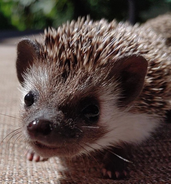 cute news animal tier igel

https://www.reddit.com/r/Hedgehog/comments/xuv0rs/little_lucy/