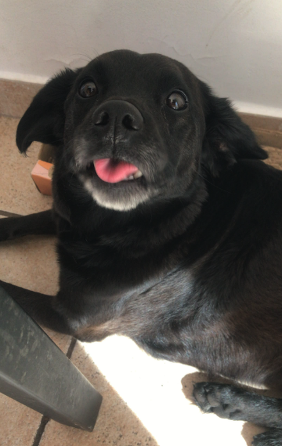 Hund mit Zunge draussen

https://www.threads.com/share/BBOBuVtlCN/