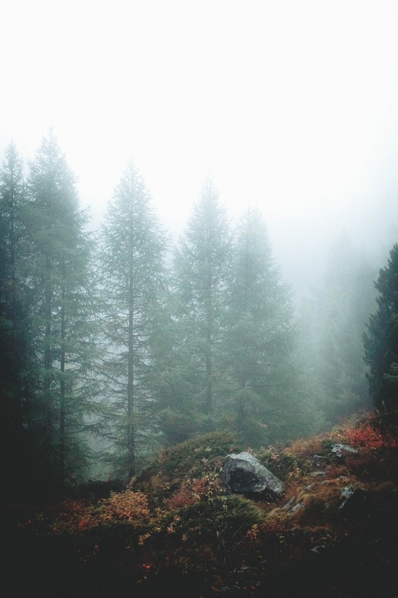 Forest in Zermatt