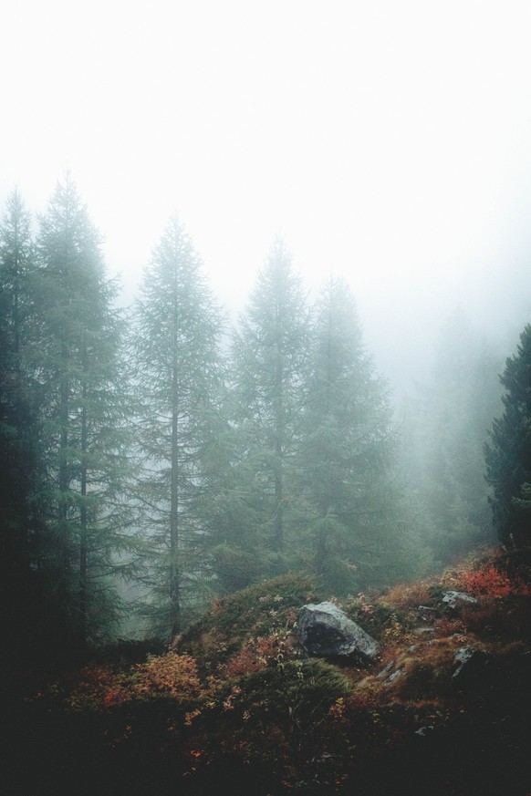 Wald in Zermatt.