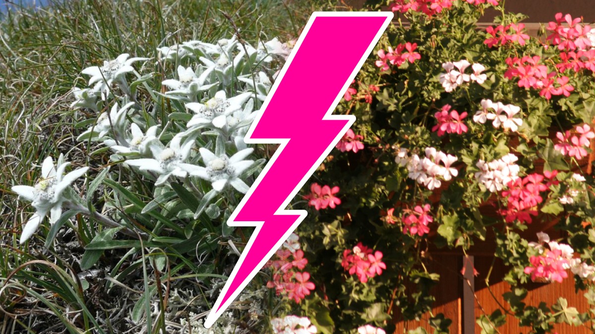 Einheimisches Edelweiss (links) und fremdländische Pelargonien (rechts).