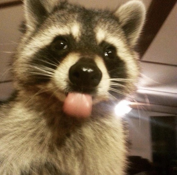 cute news tier waschbär raccoon

https://www.reddit.com/r/Raccoons/comments/10crxyn/blep_3/