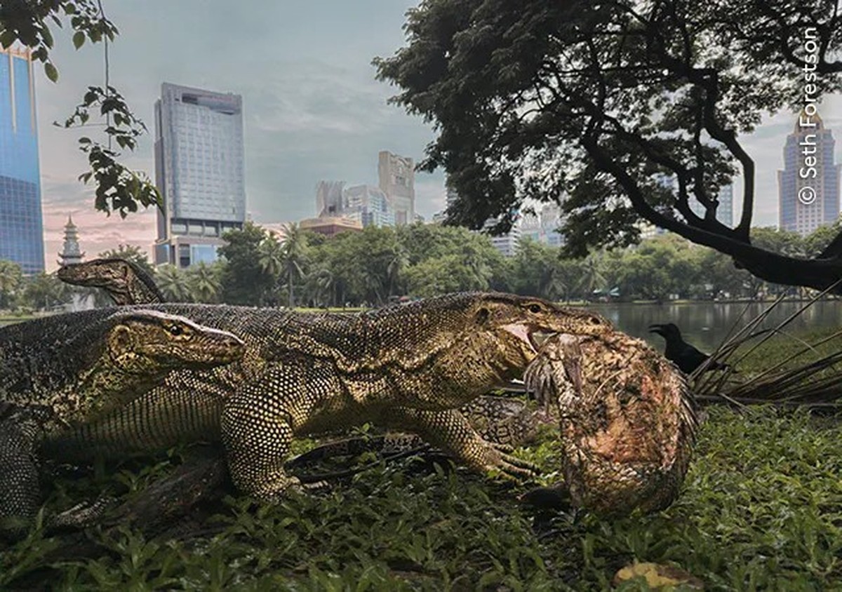 <p>Seth Forestson gewinnt mit Urban Jungle die Kategorie Urban Wildlife. Warane sind in Städten in ganz Süd- und Südostasien verbreitet.</p>