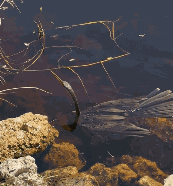 Animiertes GIF