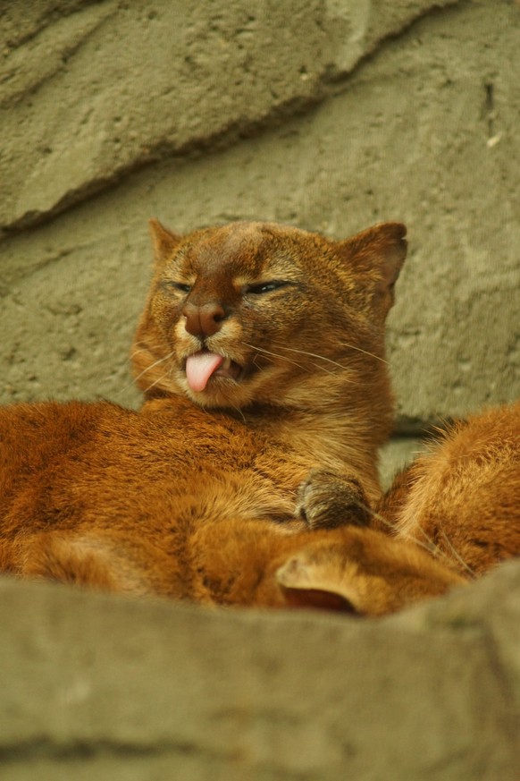 jaguarundi