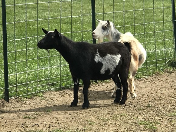 cute news tier ziege

https://www.reddit.com/r/mildlyinteresting/comments/6zk5jz/this_goat_has_a_goat_on_its_goat_fur_goat/