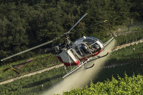 Ein Lama Helikopter der Air Glacier besprueht die Reben gegen Ungeziefer und Pilzbefall, am Mittwoch, 3. August 2016, bei Flanthey oberhalb von Sierre Siders VS. (KEYSTONE/Alessandro della Valle)