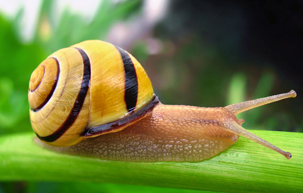 Hain-Schnirkelschneckeg