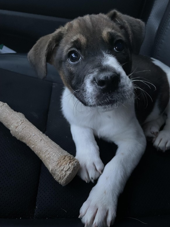 cute news animal tier hund dog

https://www.reddit.com/r/aww/comments/u2fo8a/meet_my_new_rescue_no_name_oc/