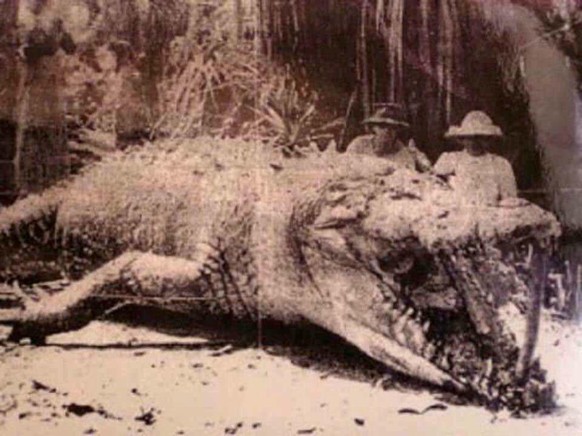 Giant Krokodil