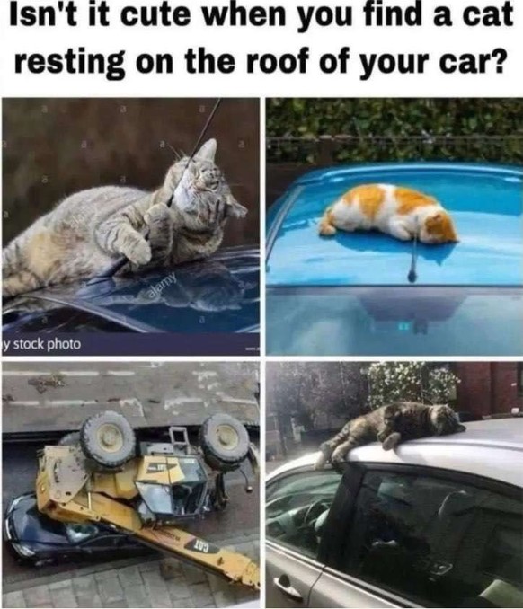 Picdump 188 – für den Fall der Fälle: Memes\n😻😻😽