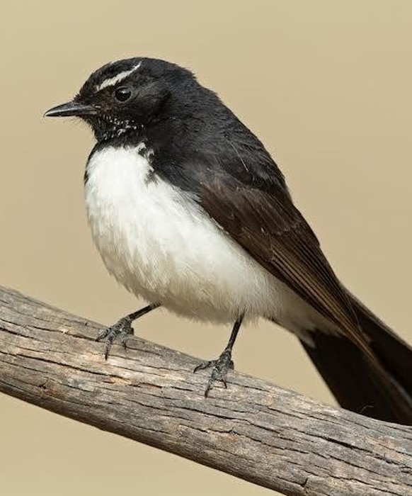 cute news tier Gartenfächerschwanz vogel

https://www.reddit.com/r/Awwducational/comments/1fdmjkc/the_willie_wagtail_is_aggressively_territorial/