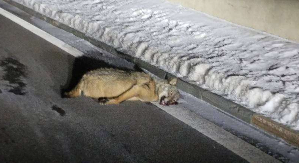Le loup a été retrouvé sans vie au bord d'une route du Simplon.