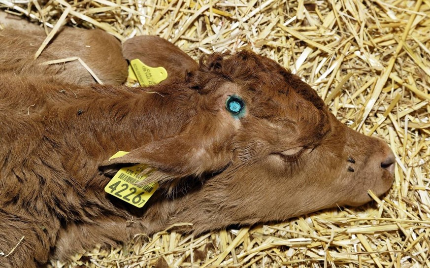 Diesem jungen Stier wurden die Hörner soeben ausgebrannt.&nbsp;