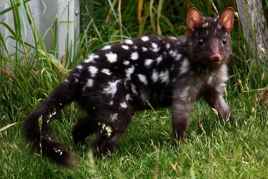 Beutelmarder

https://de.wikipedia.org/wiki/Datei:Eastern_Quoll_(Black).jpg