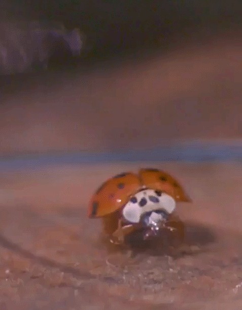 Animiertes GIF