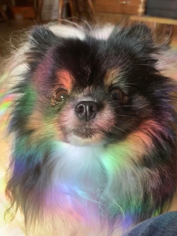 cute news animal tier hund dog

https://www.reddit.com/r/rarepuppers/comments/tkqiam/i_didnt_know_they_came_in_rainbow/