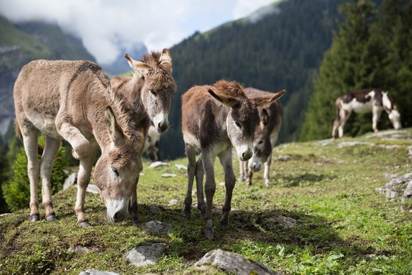 Sie dürfen der Natur noch freien Lauf lassen: Esel in Bargais bei Flums