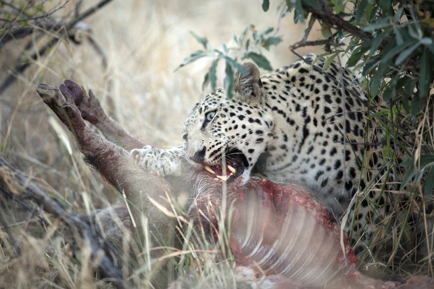 Mahlzeit: Ein Leopard im Etosha Nationalpark in Namibia.