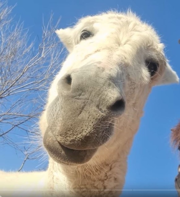 Diese 27 lustigen Tierbilder hast du dir heute verdient\nDumm, störrisch und faul soll der Esen sein. Was ist dran an den ihm nachgesagten Eigenschaften? Was als Schimpfwort gerne auch für Menschen be ...