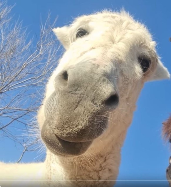 Diese 27 lustigen Tierbilder hast du dir heute verdient\nDumm, stÃ¶rrisch und faul soll der Esen sein. Was ist dran an den ihm nachgesagten Eigenschaften? Was als Schimpfwort gerne auch fÃ¼r Menschen  ...