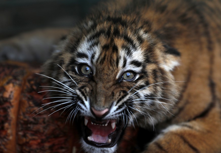 In this Wednesday March 29, 2017 photo, a Siberian tiger destined for a zoo in war-torn Syria, and rescued by Animals Lebanon, an animal rights group, roars inside a cage, in Aley, east of Beirut, Leb ...