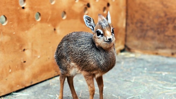 Sag heute all deine Termine ab! So viele lustige Tierbilder gab es noch nie
Dikdik's sind übrigens auch ganz cute.
https://i.ytimg.com/vi/ds4J42JsD7E/maxresdefault.jpg