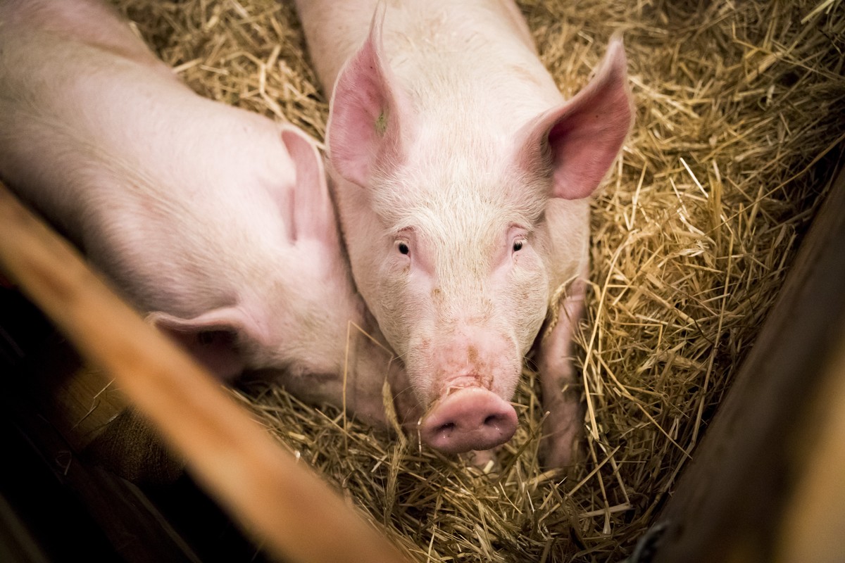 Zwei Schweine kurz vor der Schlachtung, am Samstag, den 28. Oktober 2017 in Sissach. Die Metzgerei Haering zeigt in einem Hinterhof an zwei Schweinen die Hausmetzgete wie sie frueher Tradition war. (K ...