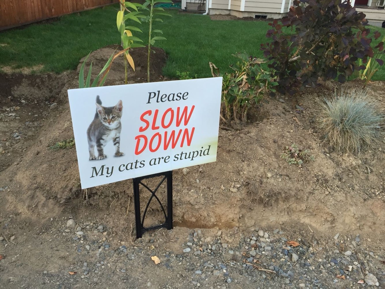 Katze Schild