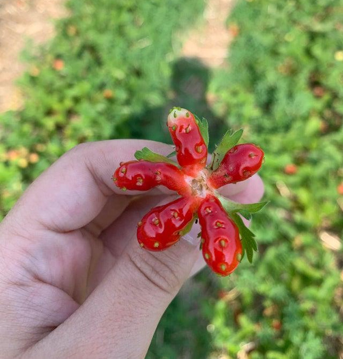crazy nature