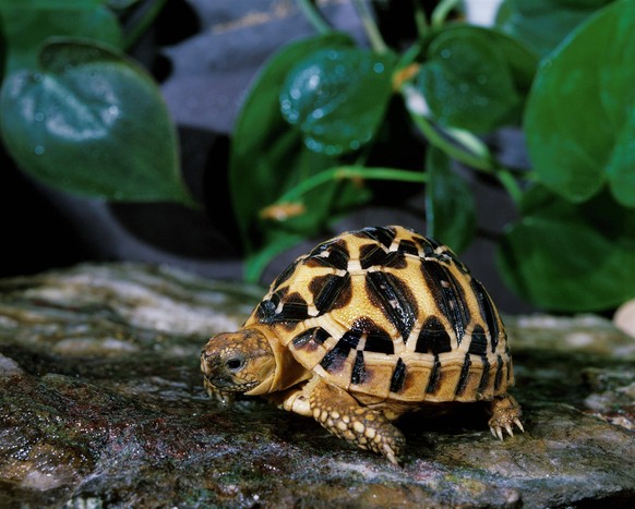 Indische Sternschildkröte geochelone elegans *** Indian Star tortoise Geochelone elegans Copyright: imageBROKER/G.xLacz ibllag08236187.jpg Bitte beachten Sie die gesetzlichen Bestimmungen des deutsche ...