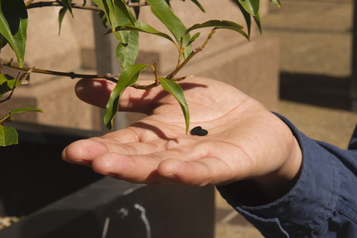 Professor Jun Huang has developed small plates that capture and convert CO2 (pictured in his hand).
