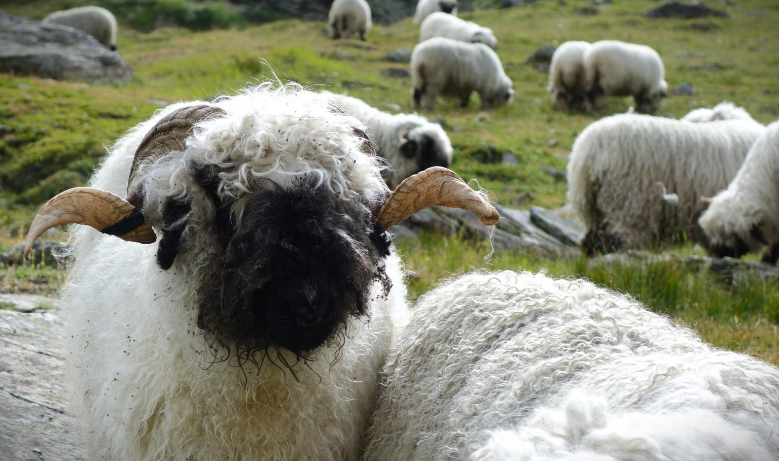 Reportage von der Alpe Nanztal im Kanton Wallis. Schäfer Oliver Gottsporn zeigt seine Schwarznasenschafe und erzählt, warum der Wolf ihm das Leben schwer macht.