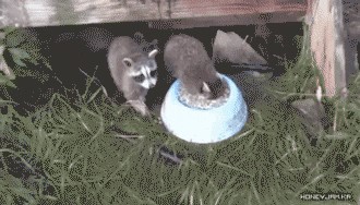 So viele lustige Bilder und GIFs in einer Story gab es noch nie\nKopfvoran