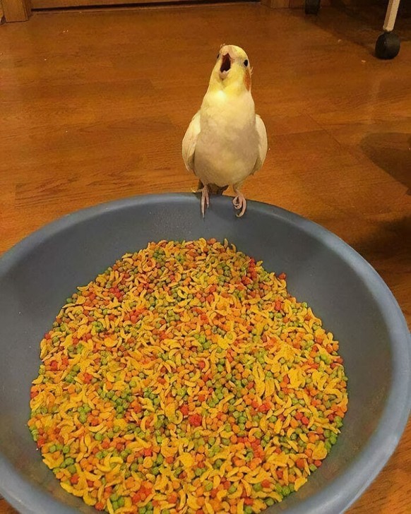cute news tier vogel papagai

https://www.instagram.com/p/B51qPB1JDyb/?utm_source=ig_web_copy_link